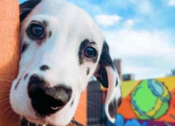 斑点狗为什么禁养 曾经火遍一时的“斑点狗”销声匿迹，禁养的三大原因，你知道吗？