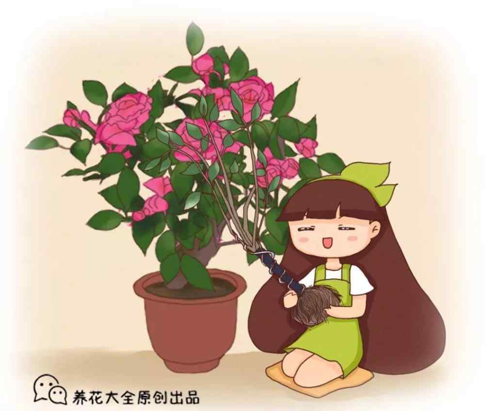 冬忍 5种花，冬天忍一忍，别换盆，免得活不过一个周！