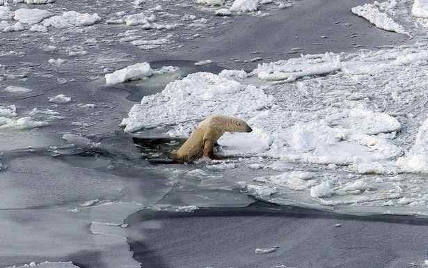 北极熊濒临灭绝 全球气候变暖，濒临灭绝的北极熊，在融化的冰面上挣扎求生
