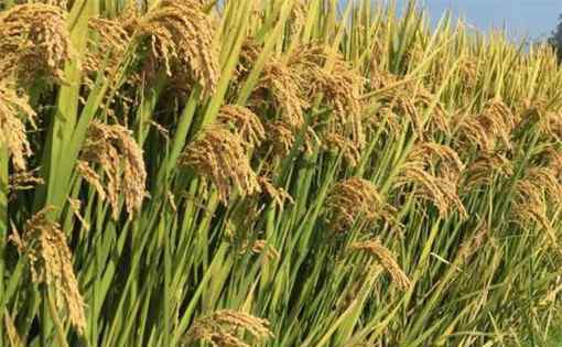 水稻亩产1365公斤 亩产1365公斤再创新高！水稻全程绿色生产，袁老团队功不可没