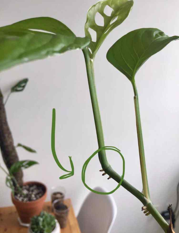 一什么枝条 剪一段有个节点的枝条，浸泡水里就能生根，这几种植物适合室内养