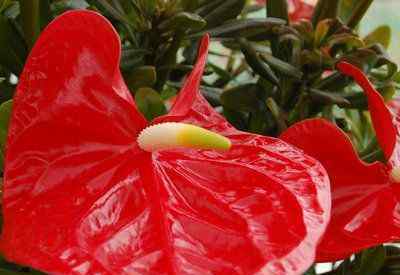 红掌花 红掌花的养护方法，这样养护红掌花期长，花朵大