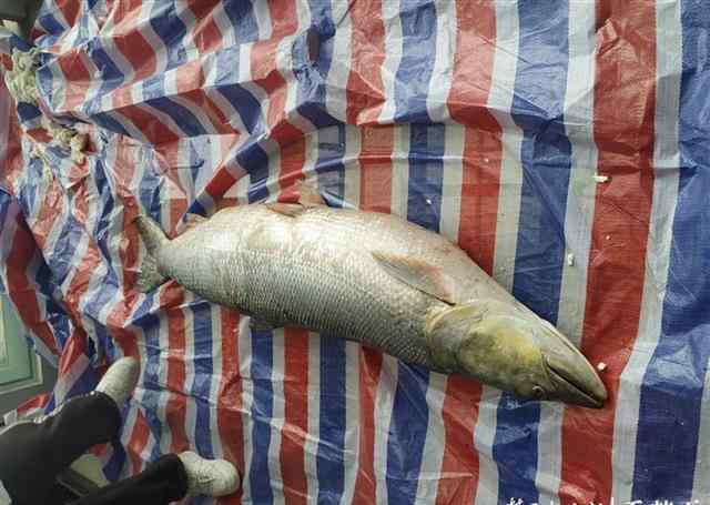 巨型水虎鱼 吃货们哭了！湖北一水库现1.68米长巨型鱤鱼 将被制成标本