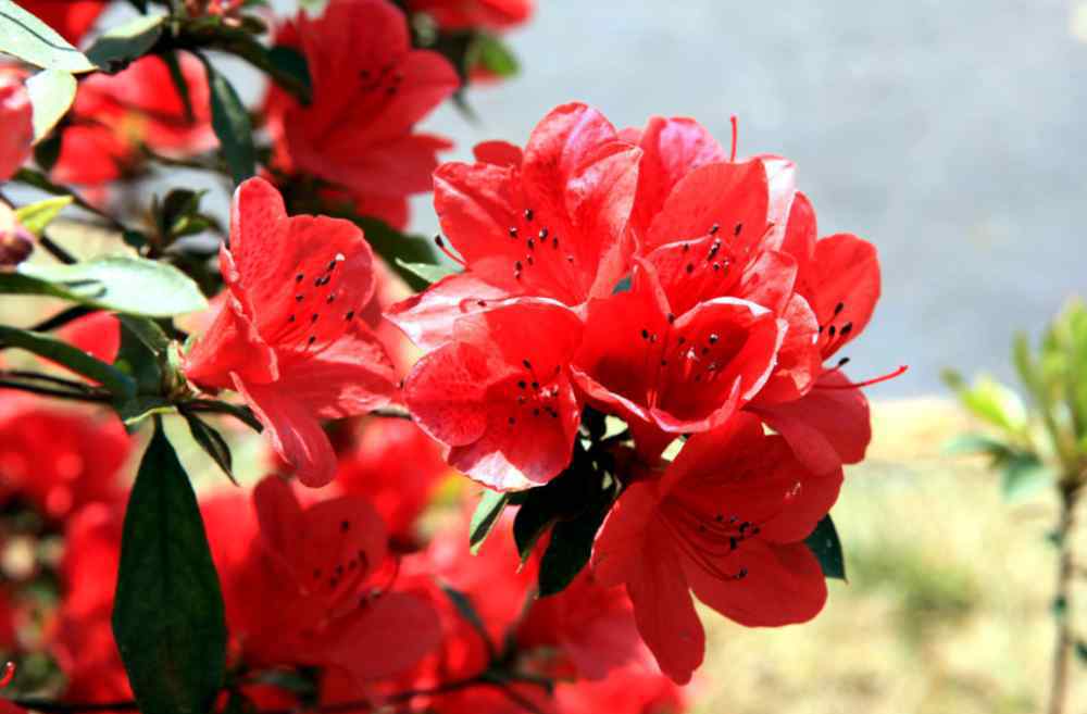 金丝杜鹃 喜欢菊花，不如养盆珍品金丝杜鹃，优雅美艳，开花泛滥，超美