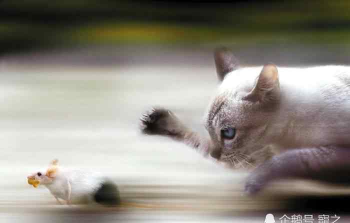 猫为什么吃老鼠 猫为什么吃老鼠