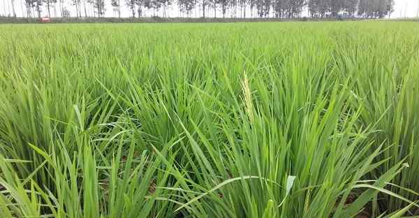 懒人稻 如何在旱地里种植水稻，有哪些技术要点？重点做好6个管理