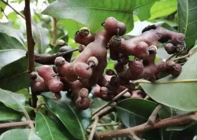 鸡爪梨 1种果树被称为“鸡爪梨”，结出褐色的果子，甚是珍贵，不多见！