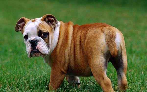 英国跳猎犬 英国10大名犬，斗牛犬和史宾格犬领衔，你喜欢它们吗？