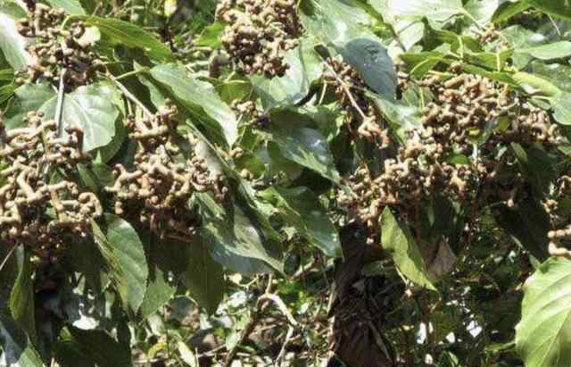 鸡爪梨 1种果树被称为“鸡爪梨”，结出褐色的果子，甚是珍贵，不多见！