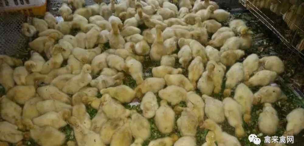 家禽孵化器 家禽类的养殖：家禽的孵化技术