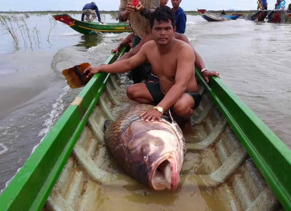49斤的特大野生鲫鱼 一条鲫鱼可以长多大？渔民活捉一条“大鲫鱼”，至少都有90斤！