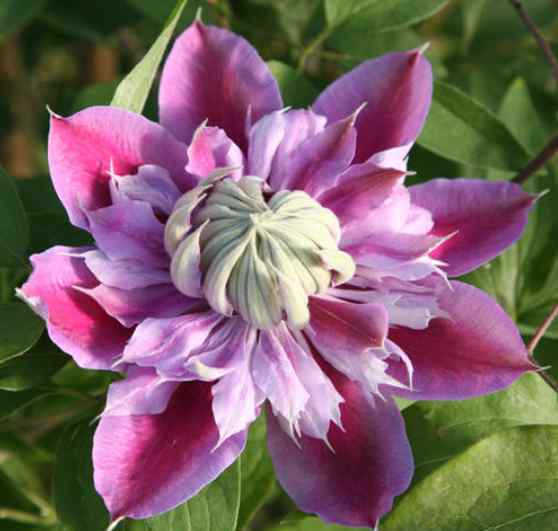 金丝杜鹃 喜欢菊花，不如养盆珍品金丝杜鹃，优雅美艳，开花泛滥，超美