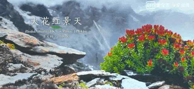影响世界的中国植物 高分纪录片推荐：《影响世界的中国植物》—让世界了解中国