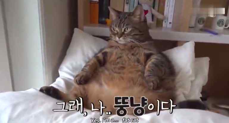 胖胖胖 一只胖胖胖胖胖胖猫，在韩国火了…