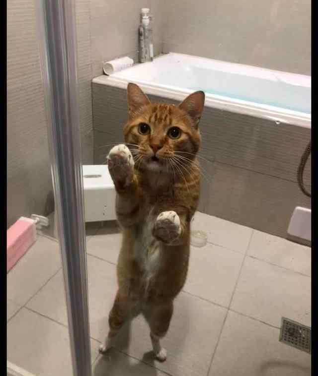 傅文佩开门呐 猫咪误把浴室的玻璃门关上了，在里面着急向主人求助：快开门呐！