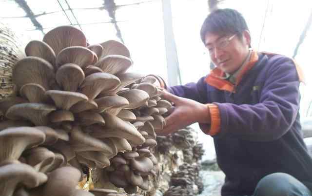 平菇栽培技术 平菇熟料栽培有哪些优点？怎么调配培养料？平菇种植要点要记牢