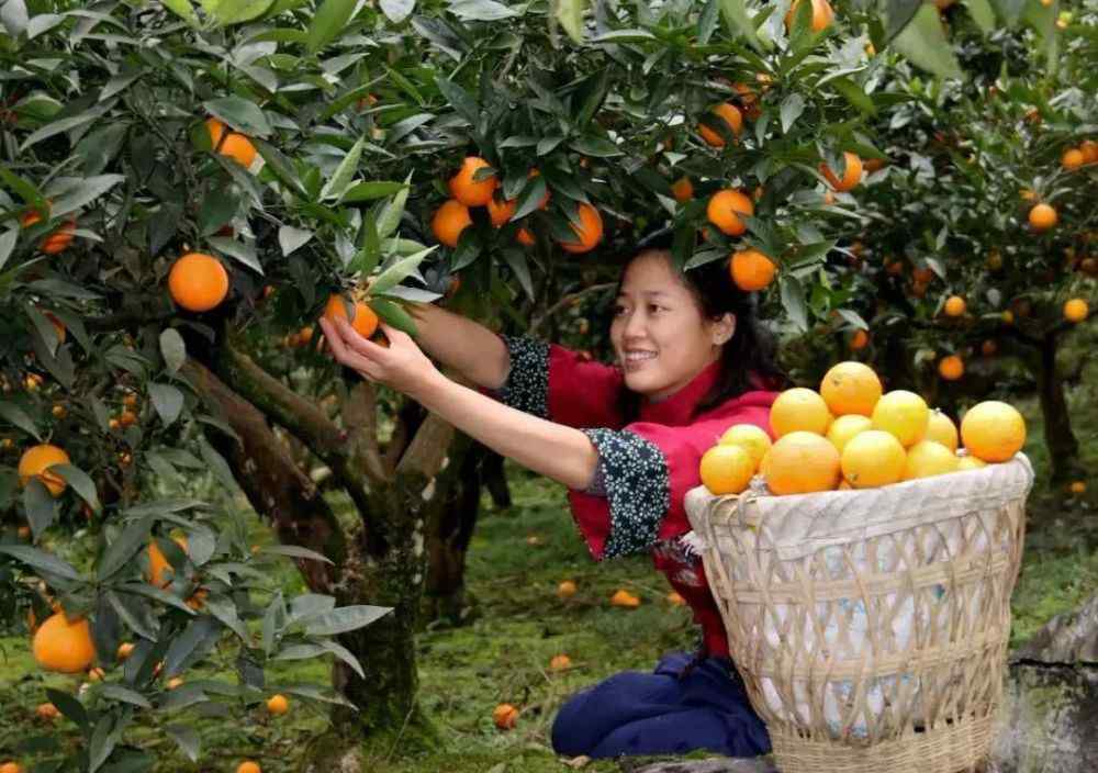 冉小川 听老人们说，吃新景柑橘，比吃猪肉还让人羡慕！