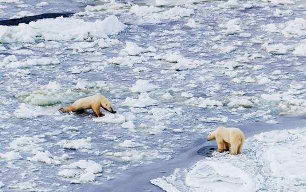 北极熊濒临灭绝 全球气候变暖，濒临灭绝的北极熊，在融化的冰面上挣扎求生