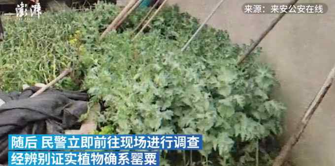 大妈在自家菜园种植600多株罂粟！和民警解释：为了给小鸡治病