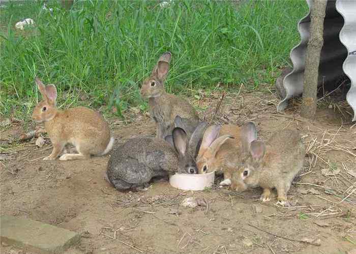 种兔养殖价格 肉兔种兔养殖杂交野兔种兔价格