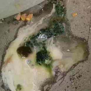 鸡拉绿色粪便是什么病 鸡拉绿粪的常见病有哪些？如何鉴别诊断及用药治疗？