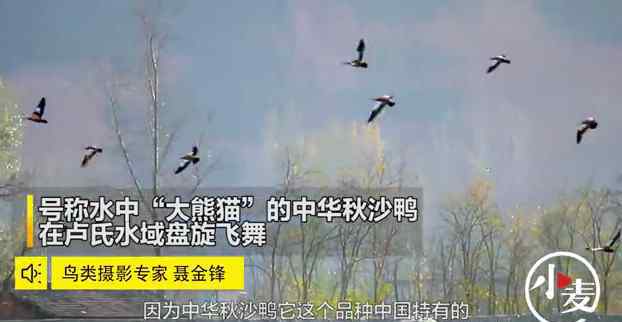 卢氏特产 水上“大熊猫”扎堆儿现身卢氏，专家：中国特产稀有鸟类