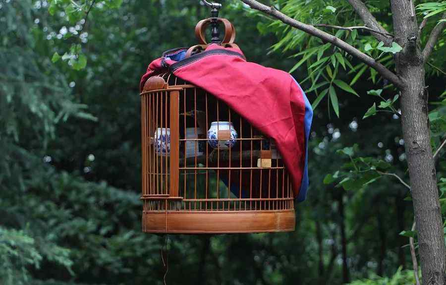 塑料鹦鹉 笼鸟现状：每在市面上出售1只鸟，就会有10只鸟死去