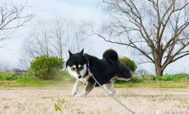 养柴犬的禁忌 关于柴犬喝水的几个禁忌，你一定要知道！