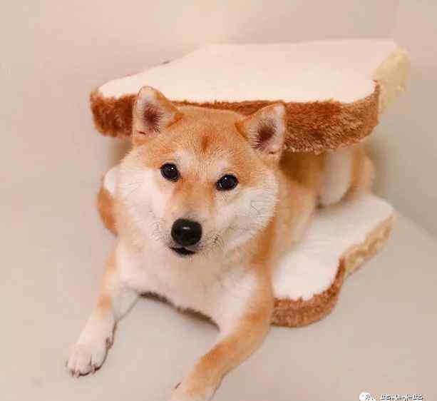 养柴犬的禁忌 关于柴犬喝水的几个禁忌，你一定要知道！