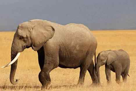 大象怀孕多久生产 大象怀孕期长达两年