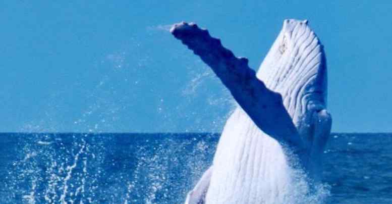 米伽罗 纯白色的鲸鱼你见过吗？万分之一的概率，研究员仅找到一只