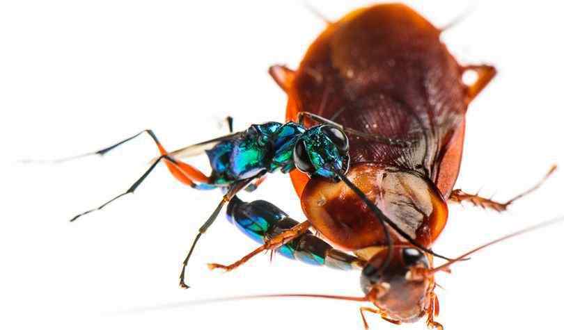 蟑螂的天敌 蟑螂的天敌有多厉害？大脑被控制，成为孵卵器！