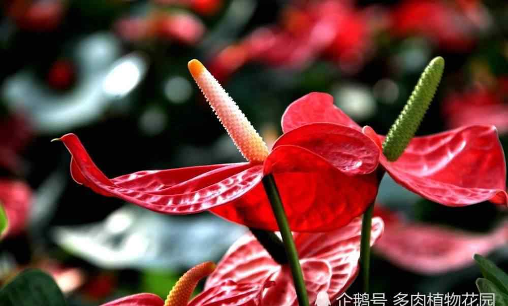红掌花 红掌花的养护方法，这样养护红掌花期长，花朵大