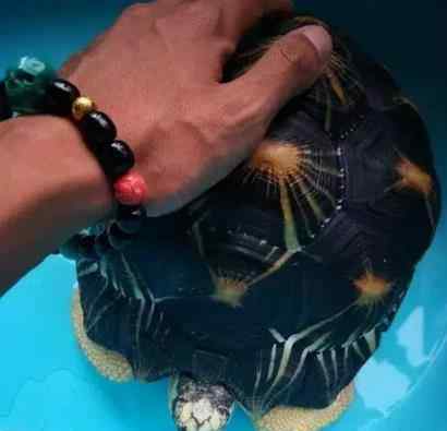 长寿乌龟古董 盘了10年的龟壳包浆铮亮，更惊奇的是里面的乌龟还活着