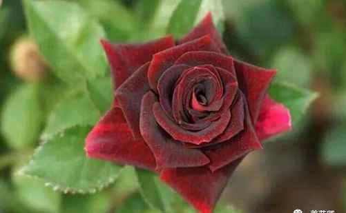 路易十四玫瑰 路易十四玫瑰多少钱，没车没房没车种盆路易十四玫瑰，送给她吧