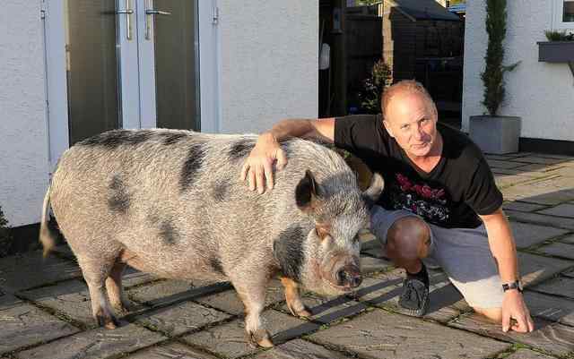 到农场做猪的老婆 英国男子买了只迷你宠物猪送老婆，当女儿来养，5年长到三百多斤