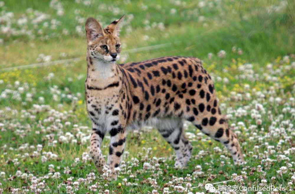 加州闪亮猫 14种最稀有的猫咪