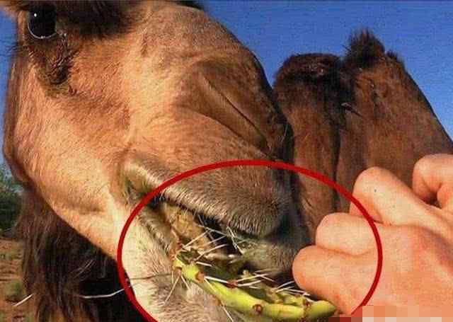 骆驼几个胃 骆驼吃带刺的仙人掌是不是嘴巴和胃里有特殊的构造？看后涨知识了