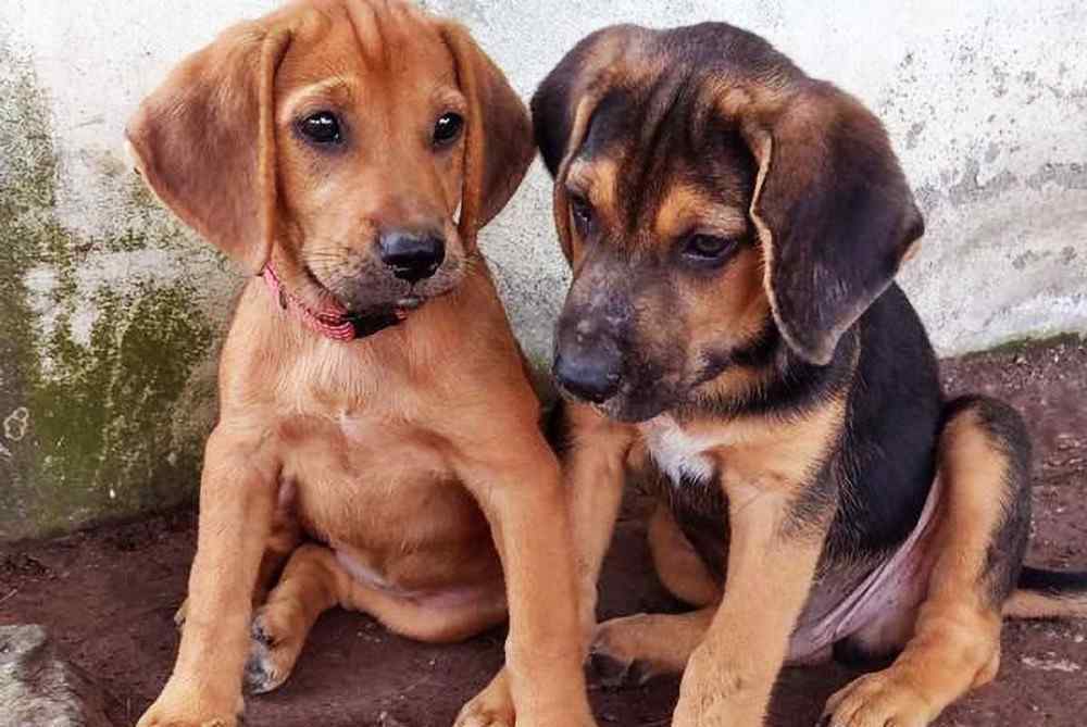 收养流浪狗的人是蠢人 流浪狗守护被遗弃的小狗，当小狗被人收养时，它的眼神非常复杂！