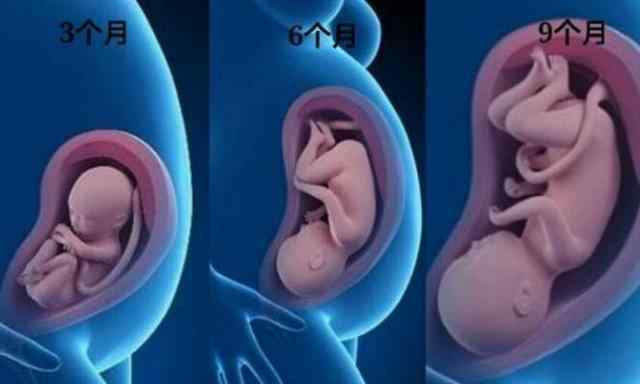 三个月的胎儿图片 胎儿3个月、6个月、9个月有什么变化？看完这组对比图，感动了