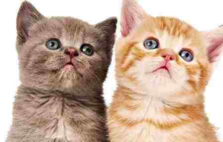 猫可以吃熟的蛋白吗 猫不能吃的食物 新手养猫注意事项