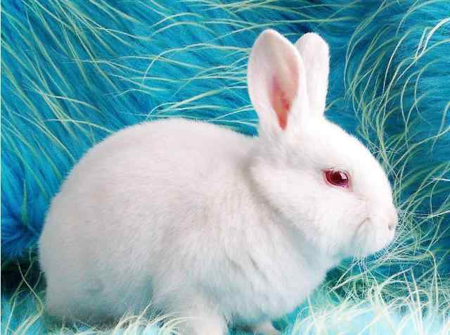 兔子的眼睛为什么是红色的 动物科普：小白兔的眼睛为什么是红色的？