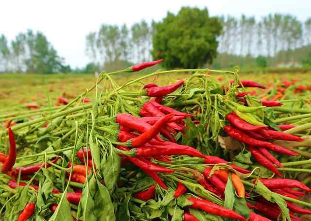 种植辣椒一亩利润多少 农民种植一种辣椒，每斤售价8元，5亩收入4万元，窍门在哪里？