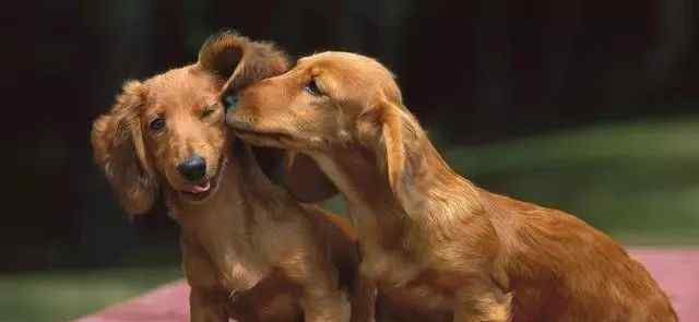 博美犬的寿命 寿命最长的7种狗狗，柴犬居然榜上有名，快来看看有没有你的狗狗