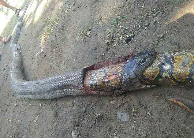 无知村民打死17米长巨蟒 3米长的眼镜蛇吞下2米长的蟒蛇，吓坏了的村民连忙将其打死