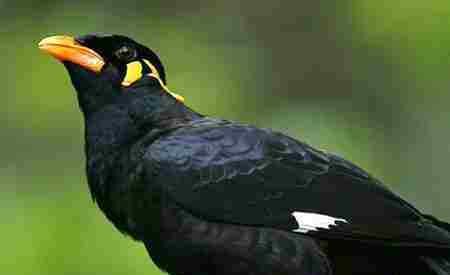 蓝顶亚马逊鹦鹉 说话能力最强的鸟
