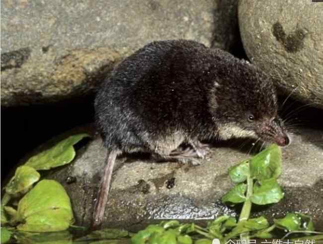 耗子和老鼠的区别 被称为水老鼠的水鼩鼱，长得像老鼠并不属于鼠，是稀有级保护动物