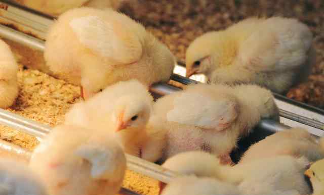 雏鸡前10天的饲养技术 养鸡技术 雏鸡的喂料和光照管理