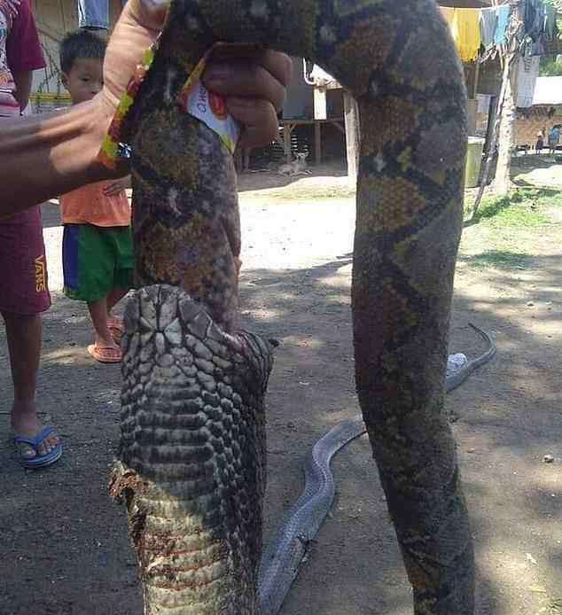 无知村民打死17米长巨蟒 3米长的眼镜蛇吞下2米长的蟒蛇，吓坏了的村民连忙将其打死