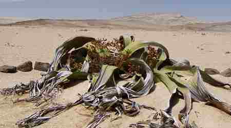 沙漠里的植物 沙漠中最顽强的十大植物